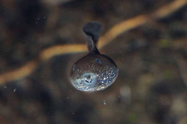 Girini Rana temporaria
